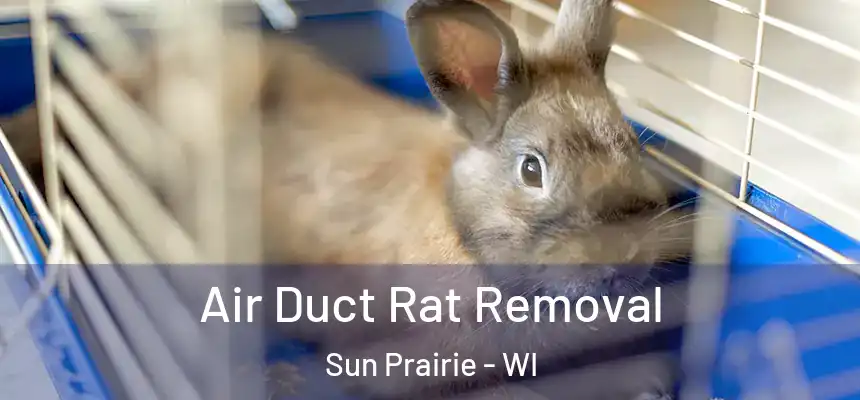  Air Duct Rat Removal Sun Prairie - WI